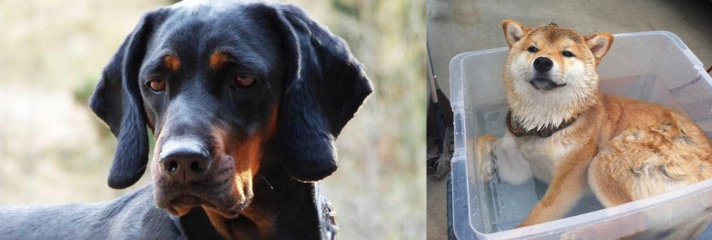 Shiba Inu vs Polish Hunting Dog - Breed Comparison