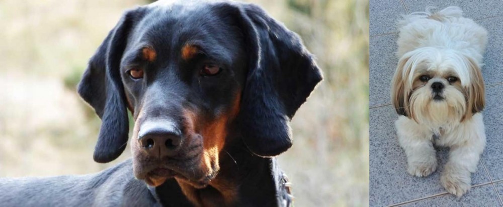 Shih Tzu vs Polish Hunting Dog - Breed Comparison