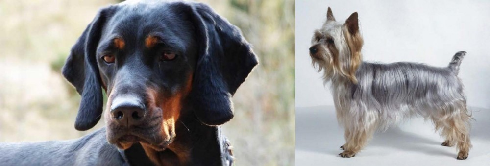 Silky Terrier vs Polish Hunting Dog - Breed Comparison