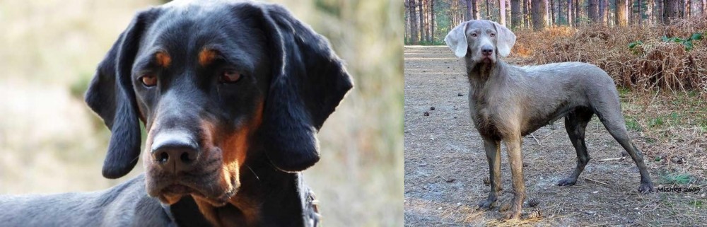Slovensky Hrubosrsty Stavac vs Polish Hunting Dog - Breed Comparison