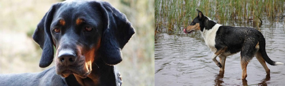 Smooth Collie vs Polish Hunting Dog - Breed Comparison