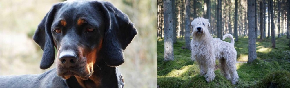 Soft-Coated Wheaten Terrier vs Polish Hunting Dog - Breed Comparison