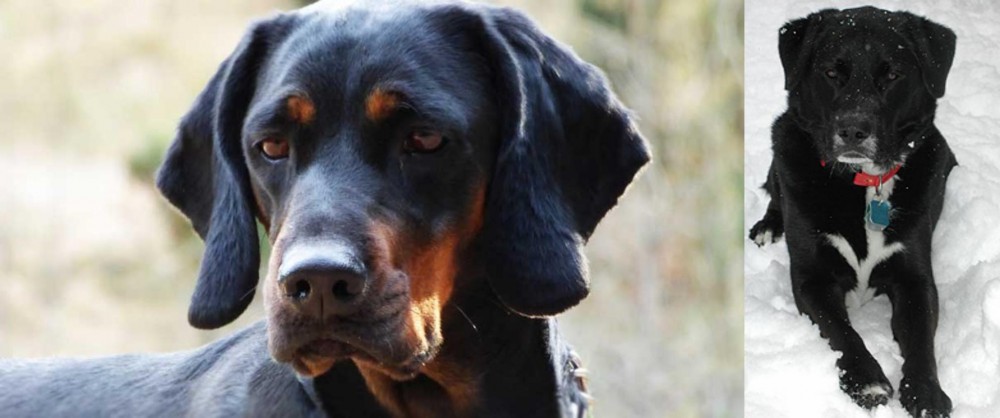 St. John's Water Dog vs Polish Hunting Dog - Breed Comparison