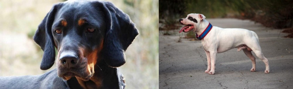 Staffordshire Bull Terrier vs Polish Hunting Dog - Breed Comparison