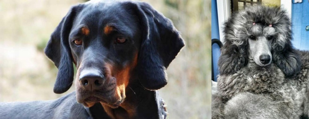 Standard Poodle vs Polish Hunting Dog - Breed Comparison