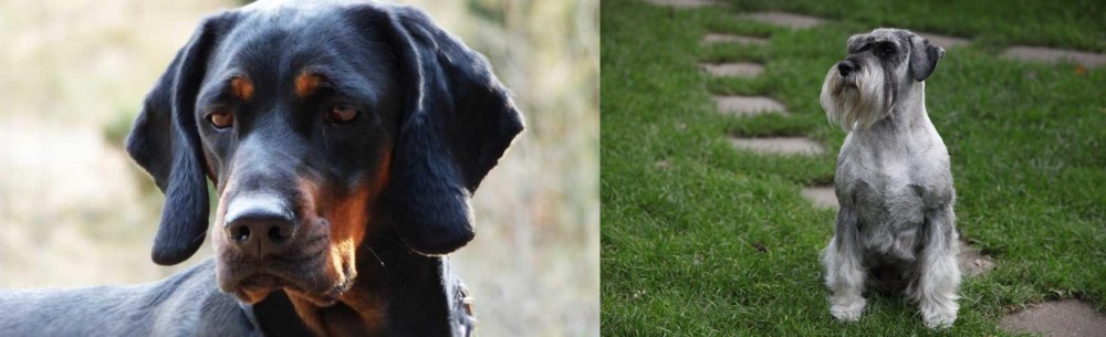 Standard Schnauzer vs Polish Hunting Dog - Breed Comparison