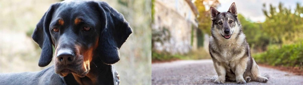 Swedish Vallhund vs Polish Hunting Dog - Breed Comparison