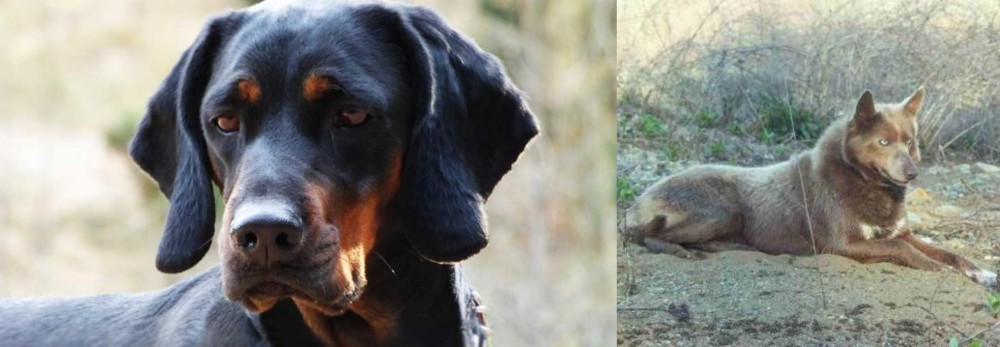 Tahltan Bear Dog vs Polish Hunting Dog - Breed Comparison