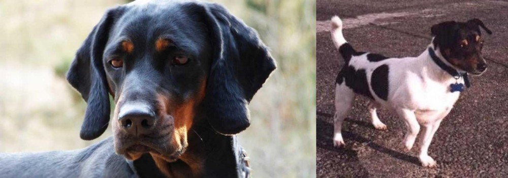 Teddy Roosevelt Terrier vs Polish Hunting Dog - Breed Comparison
