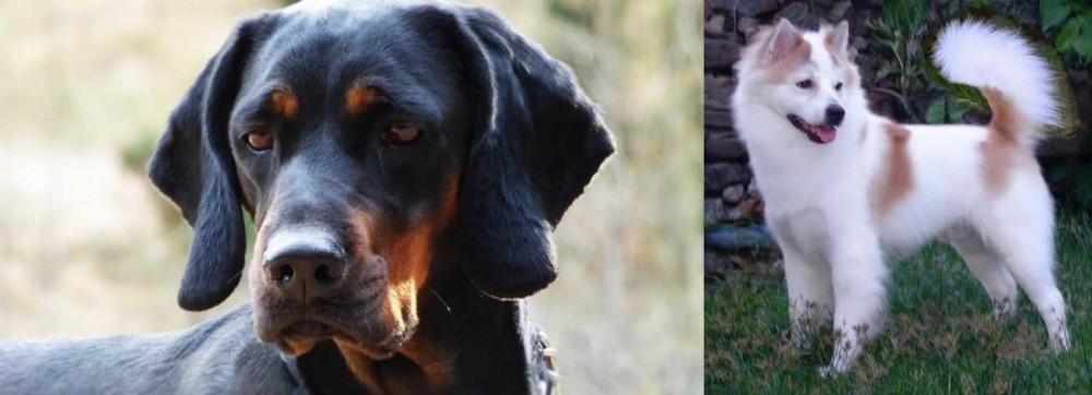 Thai Bangkaew vs Polish Hunting Dog - Breed Comparison