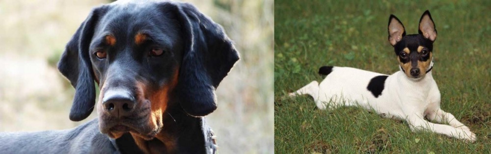 Toy Fox Terrier vs Polish Hunting Dog - Breed Comparison
