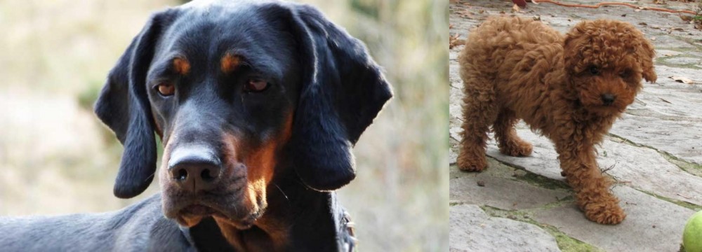 Toy Poodle vs Polish Hunting Dog - Breed Comparison