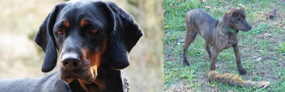 Treeing Cur vs Polish Hunting Dog - Breed Comparison