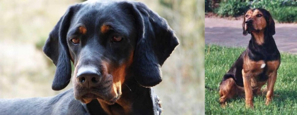 Tyrolean Hound vs Polish Hunting Dog - Breed Comparison