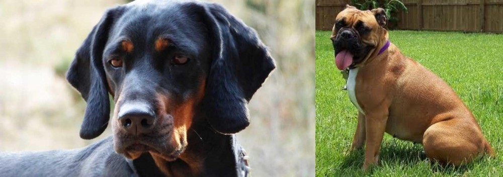 Valley Bulldog vs Polish Hunting Dog - Breed Comparison