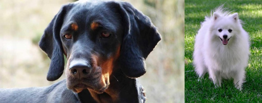 Volpino Italiano vs Polish Hunting Dog - Breed Comparison