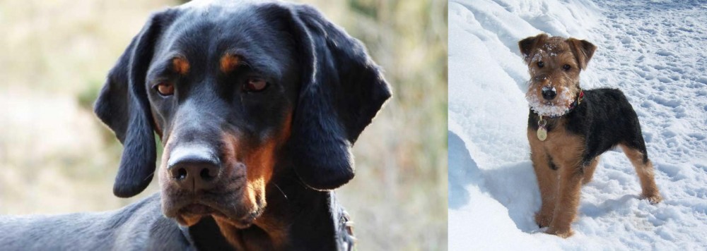 Welsh Terrier vs Polish Hunting Dog - Breed Comparison