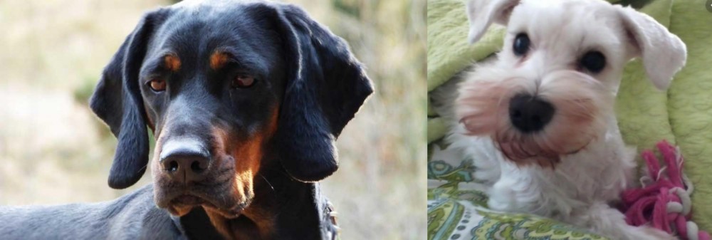 White Schnauzer vs Polish Hunting Dog - Breed Comparison