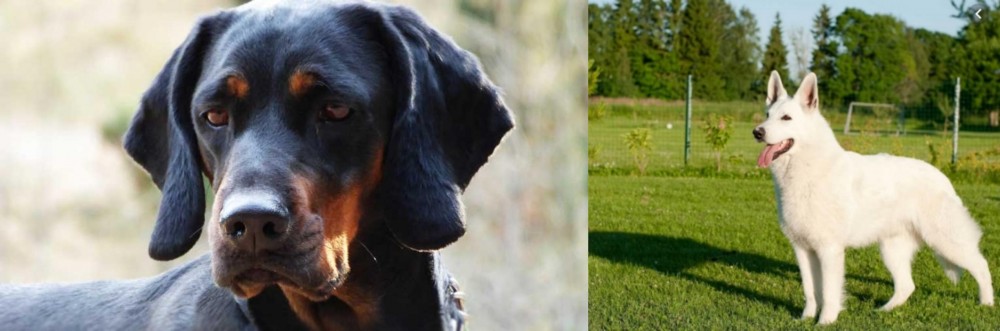 White Shepherd vs Polish Hunting Dog - Breed Comparison