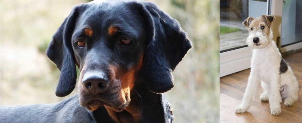 Wire Fox Terrier vs Polish Hunting Dog - Breed Comparison