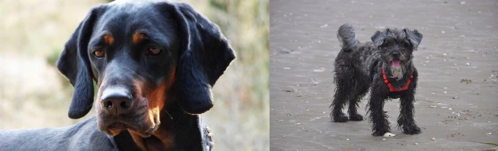 YorkiePoo vs Polish Hunting Dog - Breed Comparison