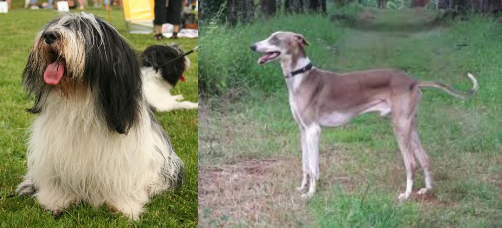 Mudhol Hound vs Polish Lowland Sheepdog - Breed Comparison