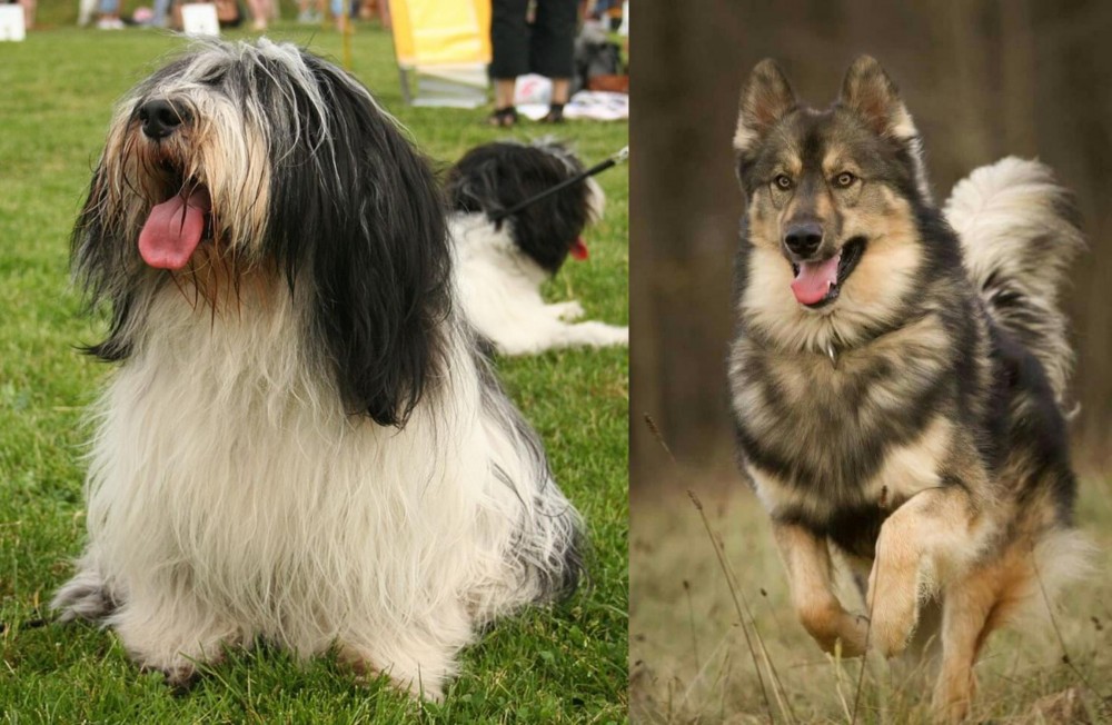 Native American Indian Dog vs Polish Lowland Sheepdog - Breed Comparison