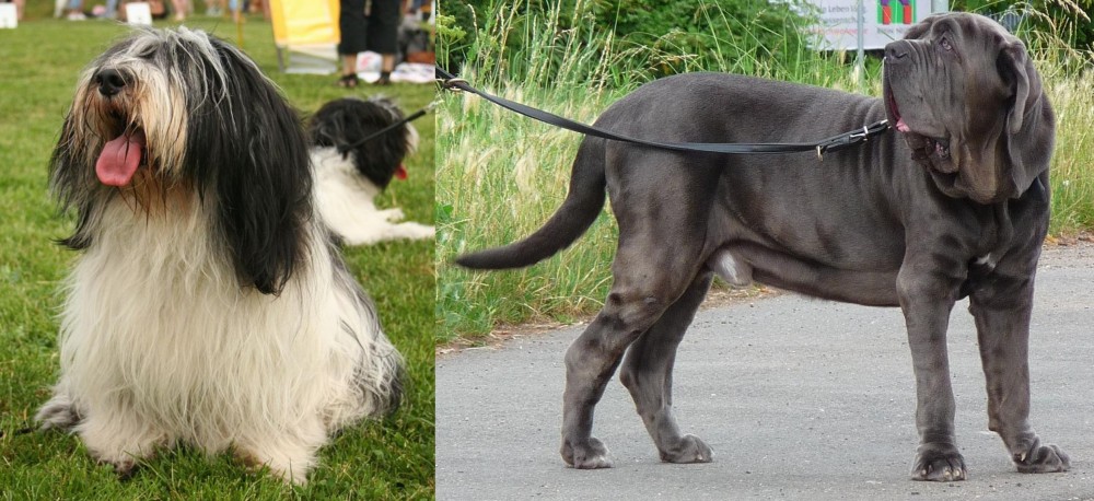 Neapolitan Mastiff vs Polish Lowland Sheepdog - Breed Comparison