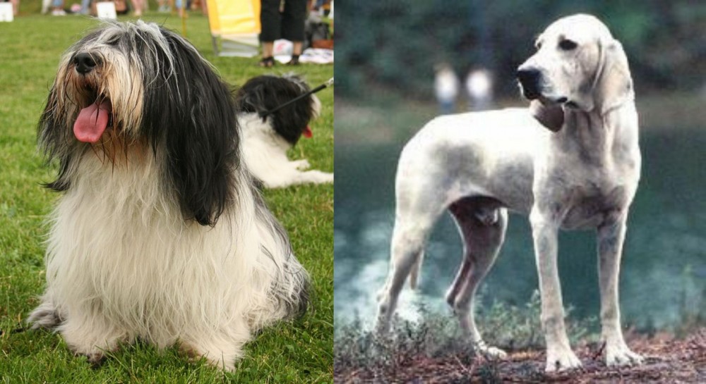 Porcelaine vs Polish Lowland Sheepdog - Breed Comparison