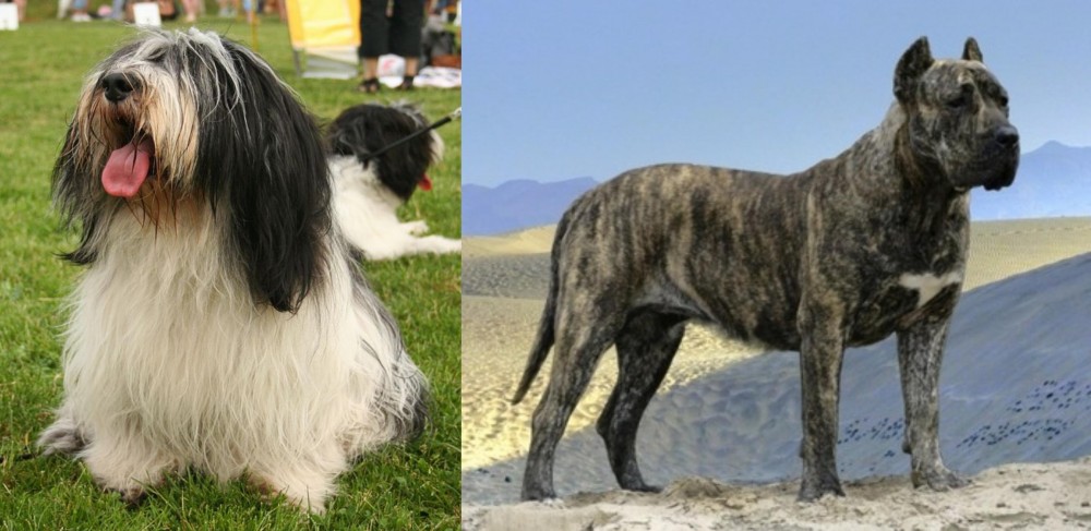 Presa Canario vs Polish Lowland Sheepdog - Breed Comparison