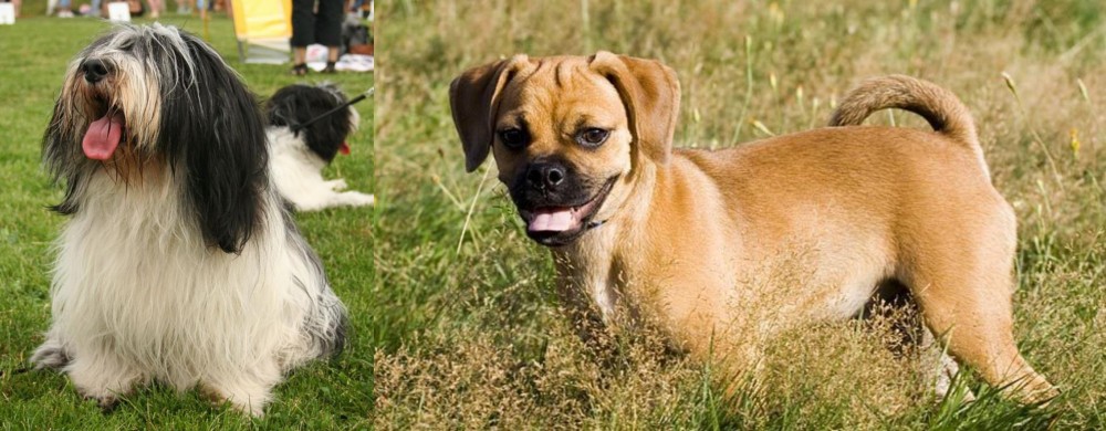 Puggle vs Polish Lowland Sheepdog - Breed Comparison