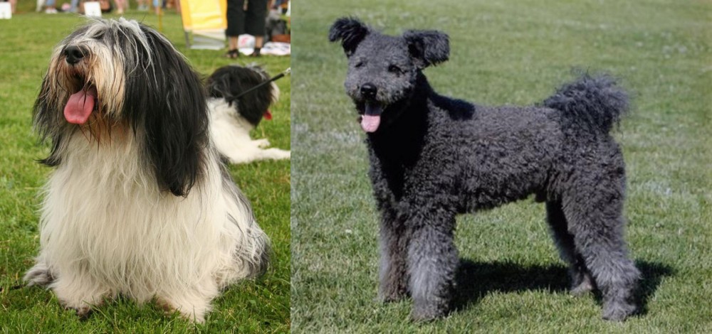 Pumi vs Polish Lowland Sheepdog - Breed Comparison