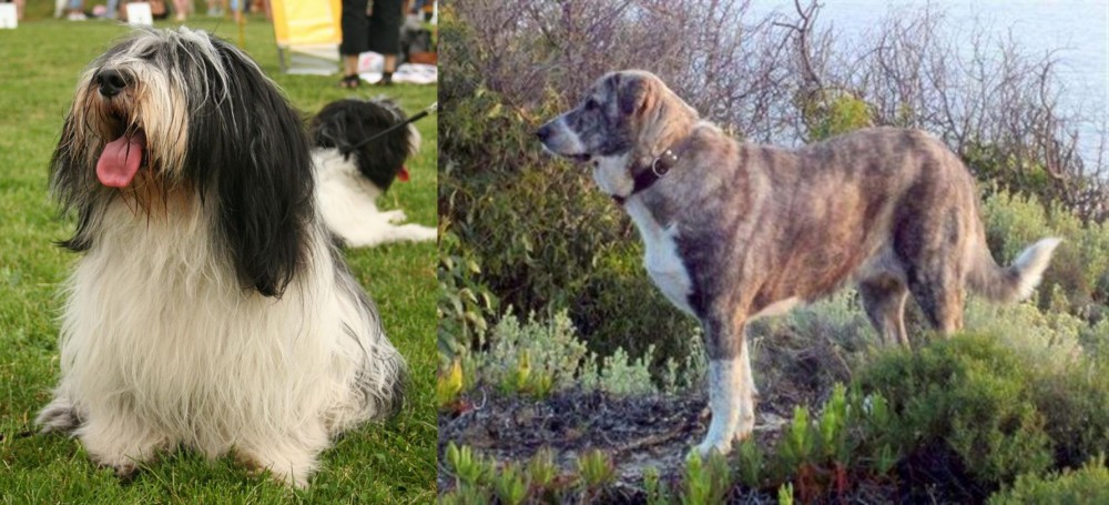 Rafeiro do Alentejo vs Polish Lowland Sheepdog - Breed Comparison