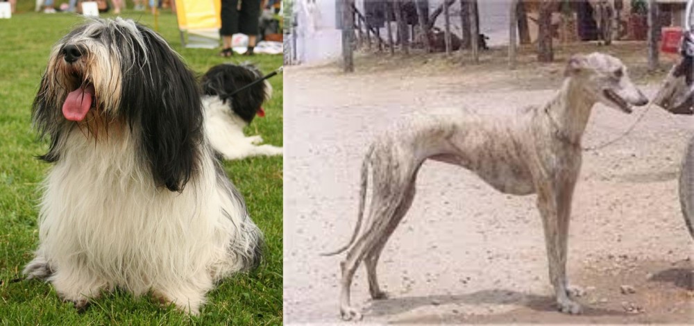 Rampur Greyhound vs Polish Lowland Sheepdog - Breed Comparison