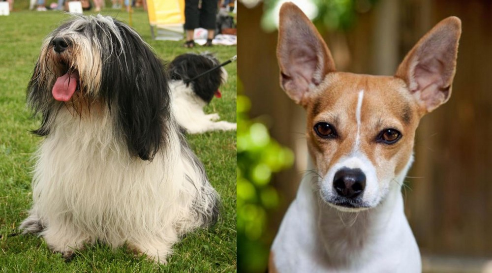 Rat Terrier vs Polish Lowland Sheepdog - Breed Comparison
