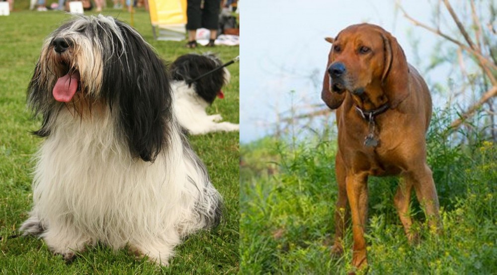 Redbone Coonhound vs Polish Lowland Sheepdog - Breed Comparison