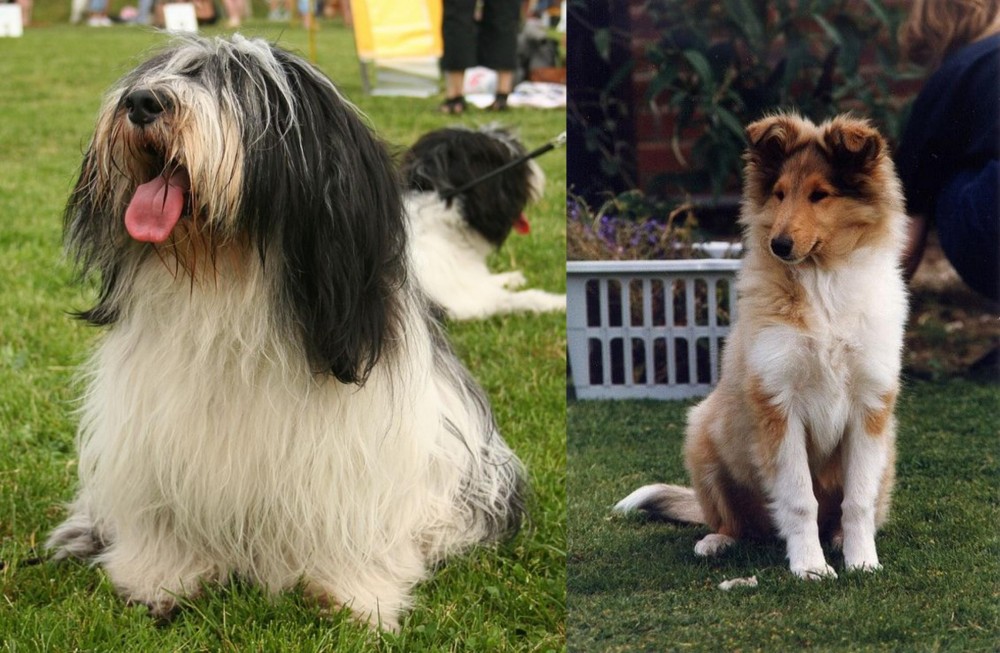 Rough Collie vs Polish Lowland Sheepdog - Breed Comparison