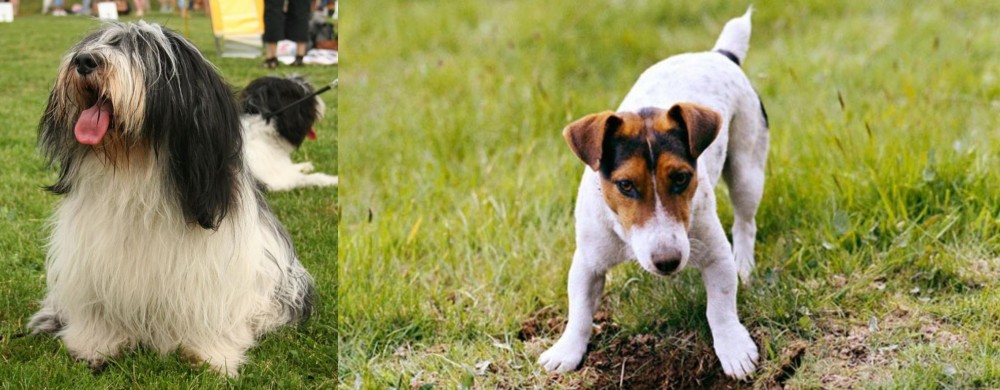 Russell Terrier vs Polish Lowland Sheepdog - Breed Comparison