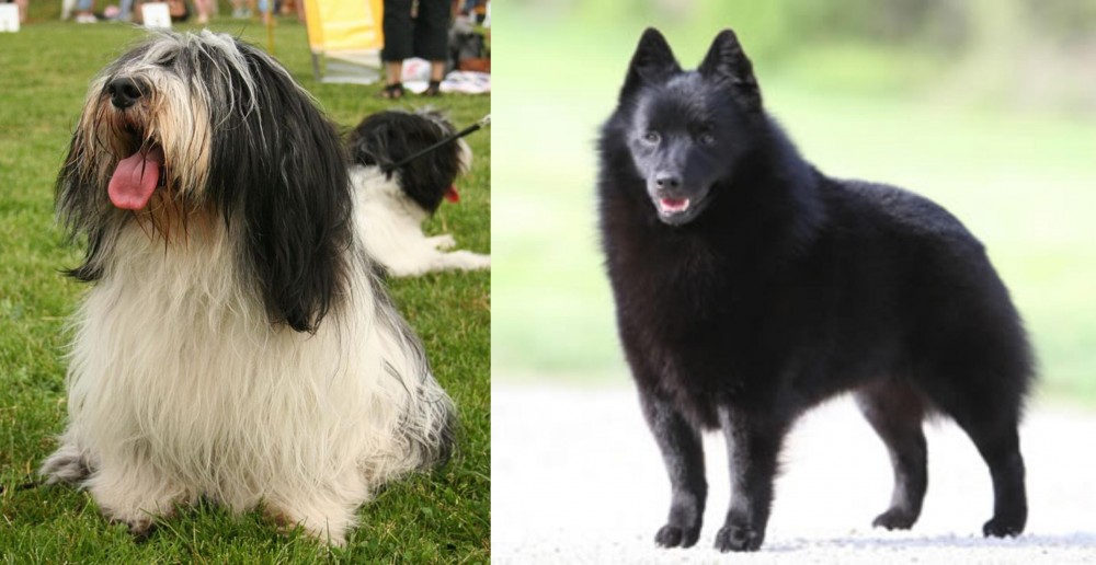 Schipperke vs Polish Lowland Sheepdog - Breed Comparison