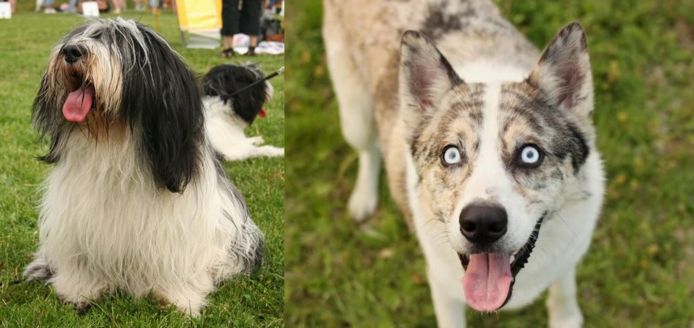Shepherd Husky vs Polish Lowland Sheepdog - Breed Comparison