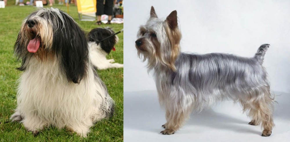 Silky Terrier vs Polish Lowland Sheepdog - Breed Comparison