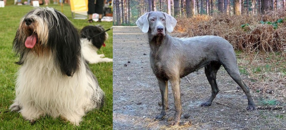 Slovensky Hrubosrsty Stavac vs Polish Lowland Sheepdog - Breed Comparison