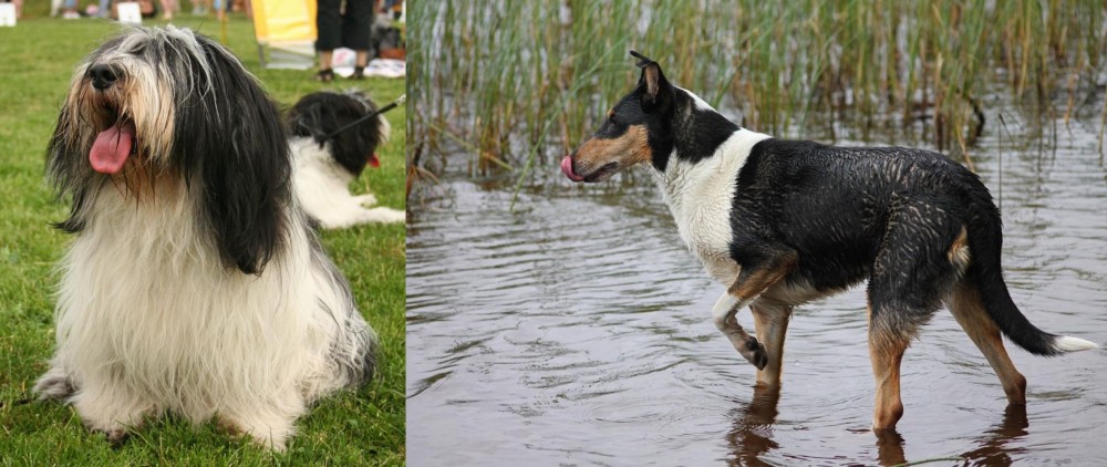Smooth Collie vs Polish Lowland Sheepdog - Breed Comparison
