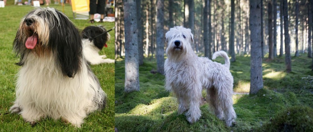 Soft-Coated Wheaten Terrier vs Polish Lowland Sheepdog - Breed Comparison