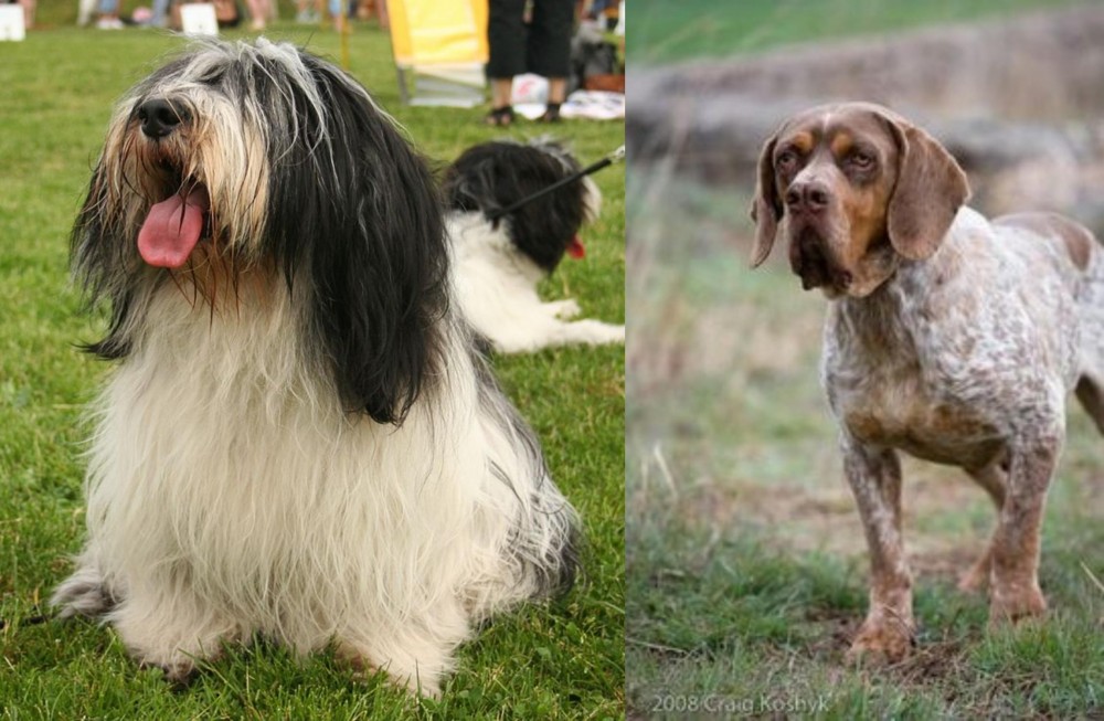 Spanish Pointer vs Polish Lowland Sheepdog - Breed Comparison