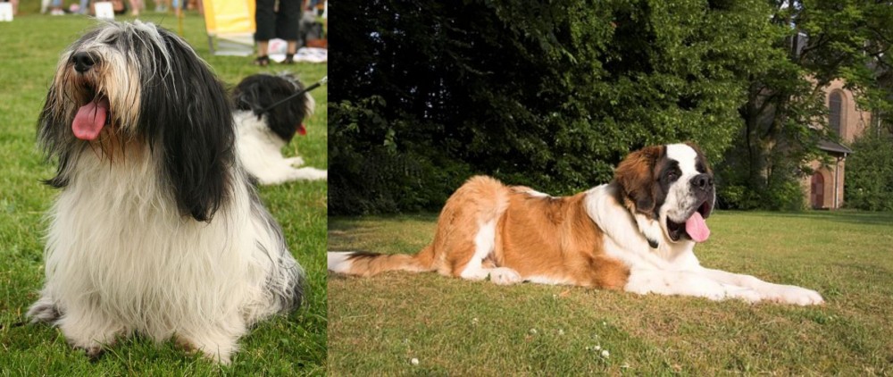 St. Bernard vs Polish Lowland Sheepdog - Breed Comparison