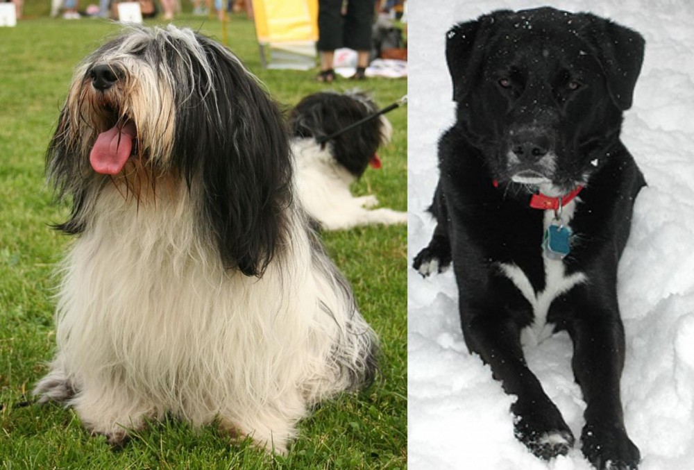 St. John's Water Dog vs Polish Lowland Sheepdog - Breed Comparison