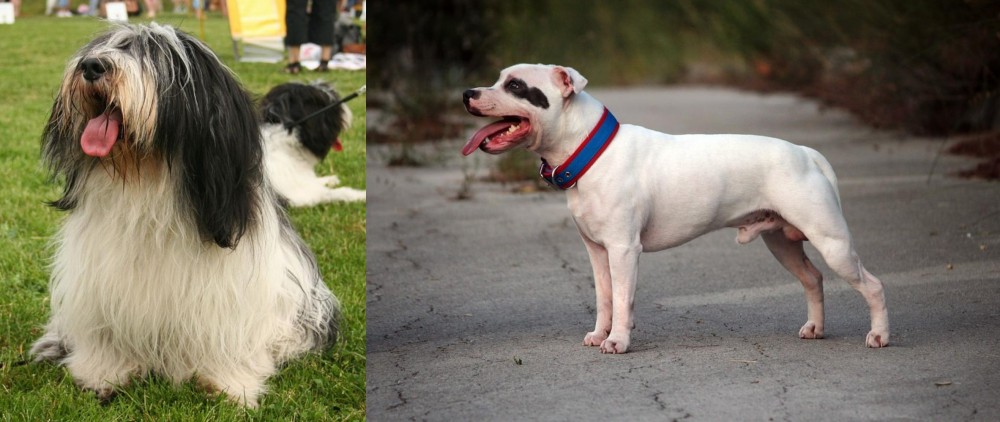 Staffordshire Bull Terrier vs Polish Lowland Sheepdog - Breed Comparison