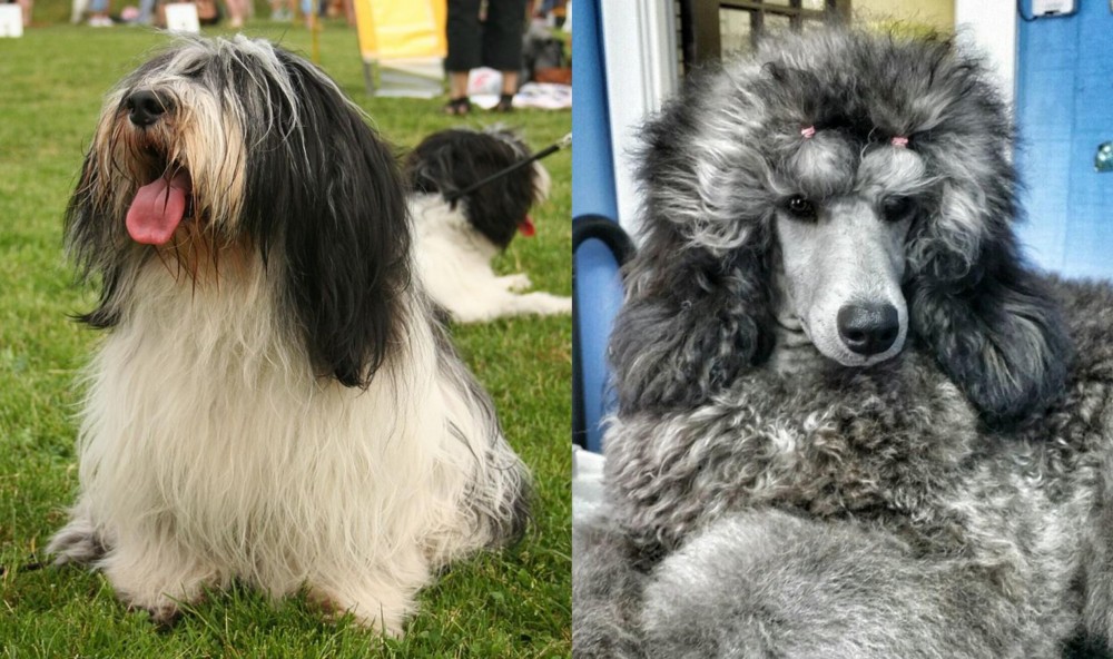Standard Poodle vs Polish Lowland Sheepdog - Breed Comparison
