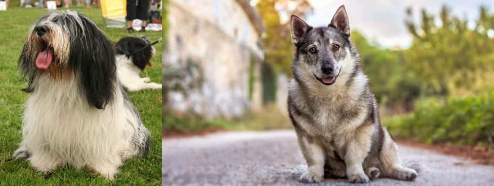 Swedish Vallhund vs Polish Lowland Sheepdog - Breed Comparison